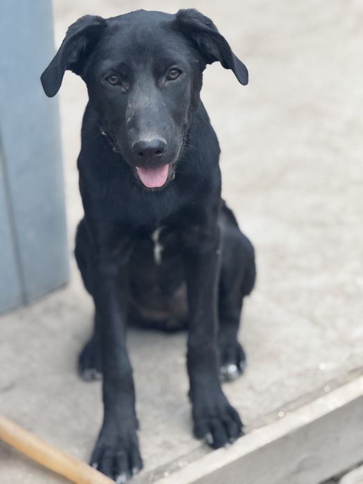 Багира ищет дом и семью.