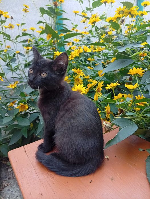 Котята сообразительные
