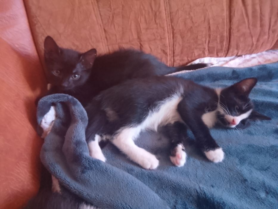pisici alb cu negru și negru