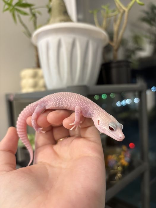 эублефары разных морф