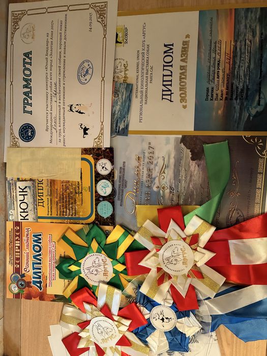 Русский спаниель кобель на вязку