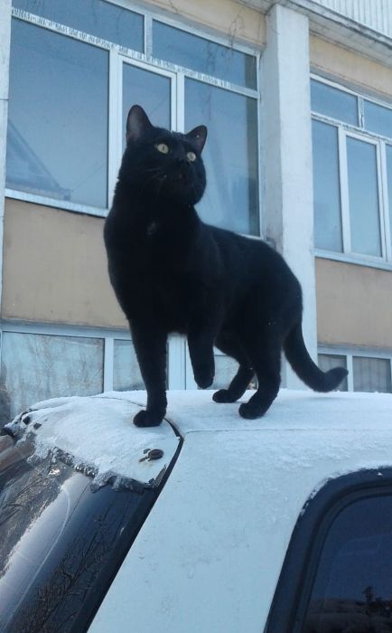 Бенгал-меланист на вязку.