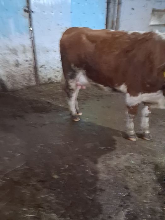 Vaca fatata de vanzare