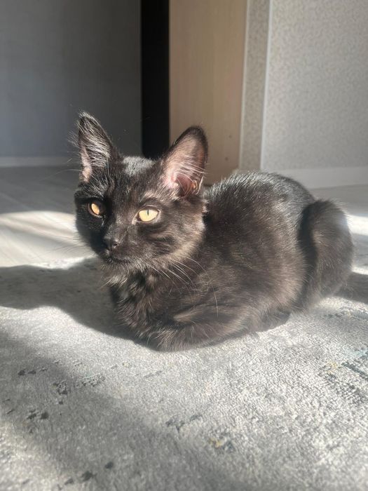 Котенок в добрые руки