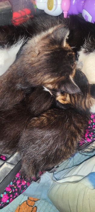 Отдам котят в добрые руки