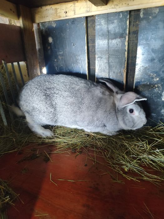 Продам крола или обмен