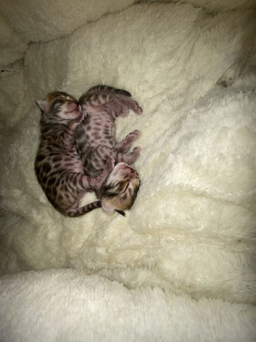 Бенгальские котята