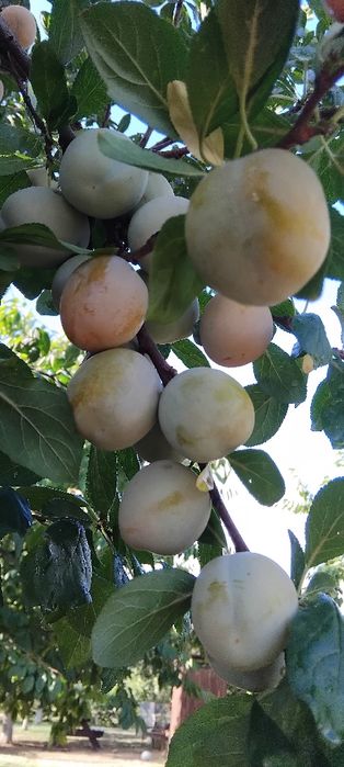 Prune Bio de gradina diverse soiuri