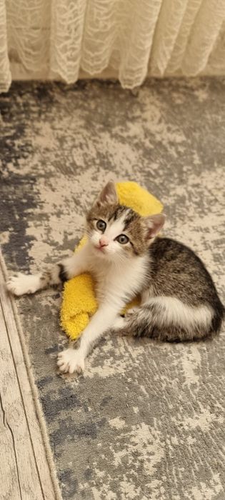 Отдам котят в добрые руки