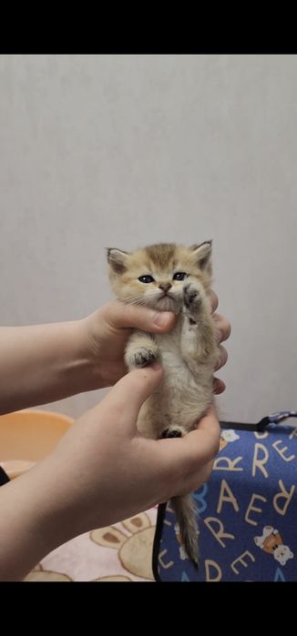Зоттор чиройли мушукчалар