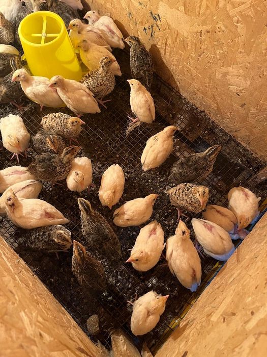 Жақын пландағы порно