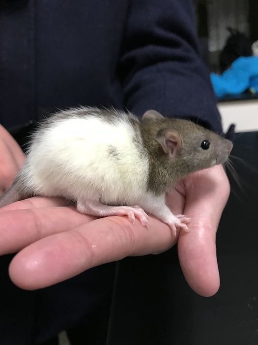 Vand sobolani de companie