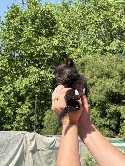 Котята бесплатно