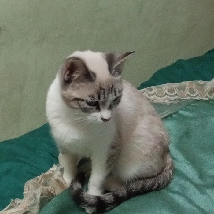 Котёнок игривая ...