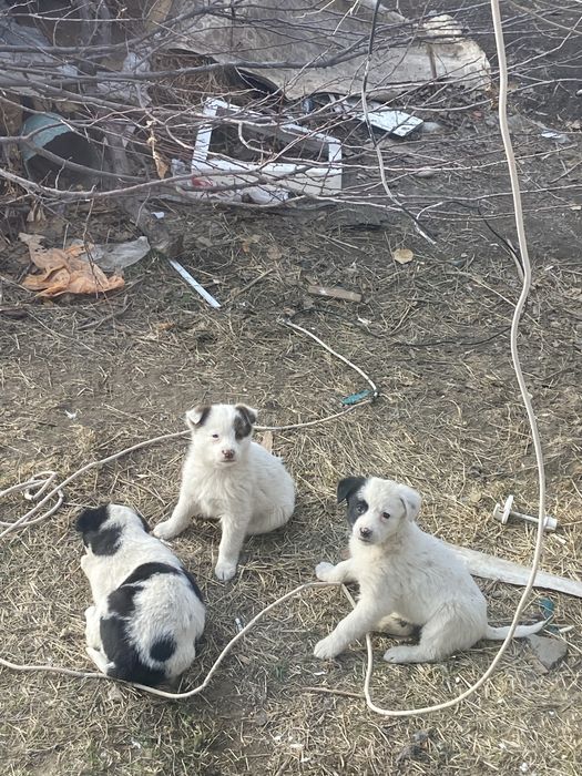 Срочно отдам щенят в добрые руки