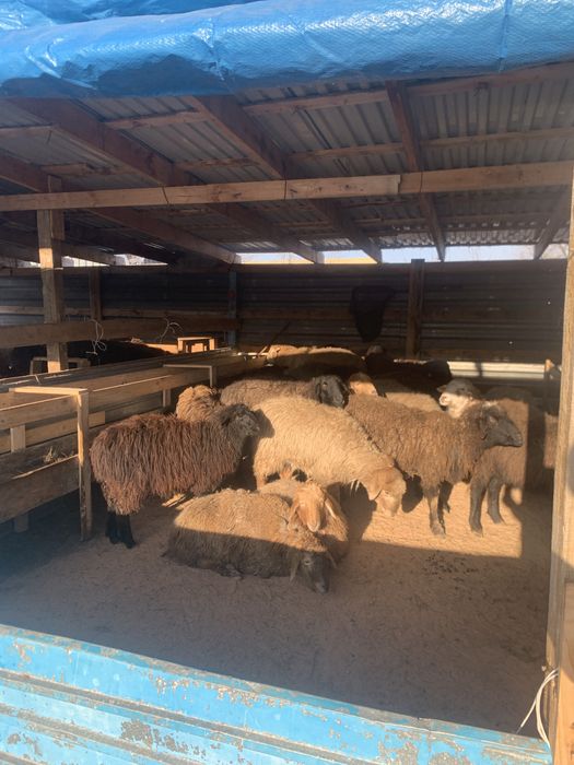 Қой-тоқты,Бараны и овцы