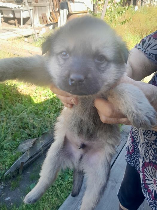 Очень срочно ищут дом щенки