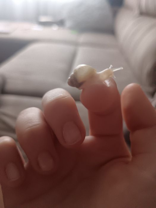 Улитки Ахатины, 2 месяца