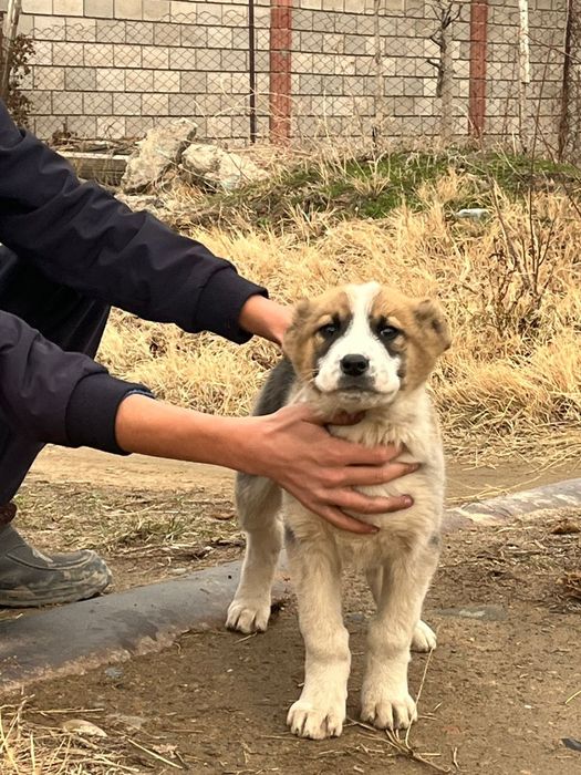 Алабай 2 айлык ит