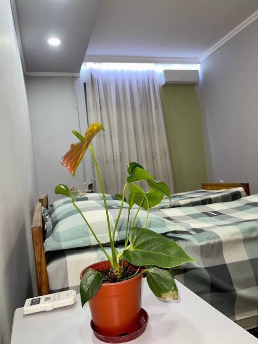 Dachaoq tosh,   Дача октош, ( иссик , теплая)