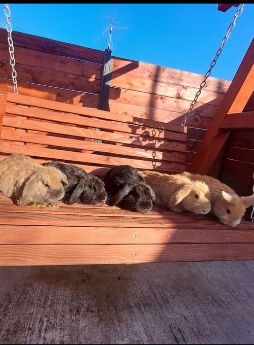 Vând iepurași berbec german