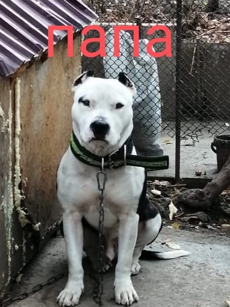 Продаются Щенки Стаффорда