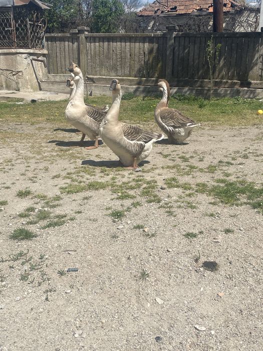 Oua de gaste Africane