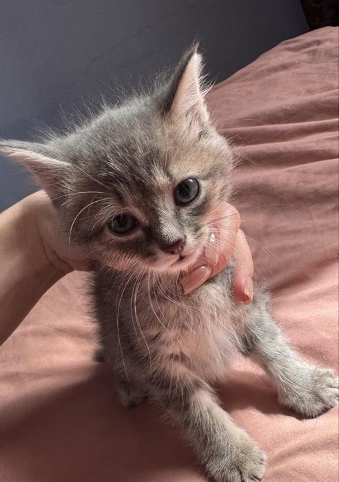 Отдам котят в добрые руки