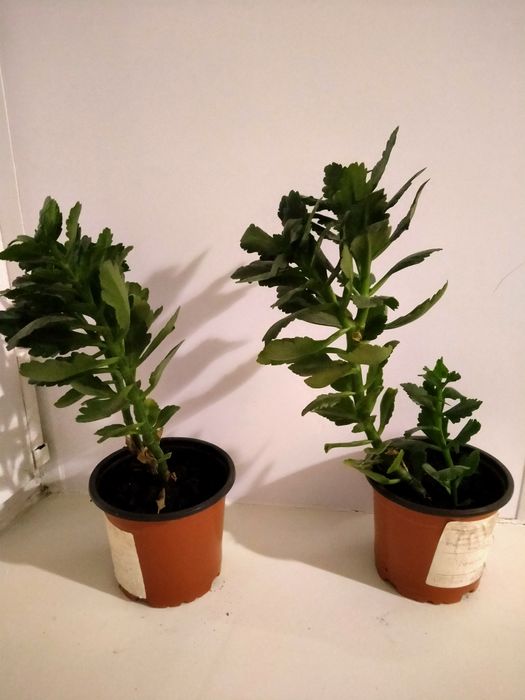 Домашний цветок каланхоэ