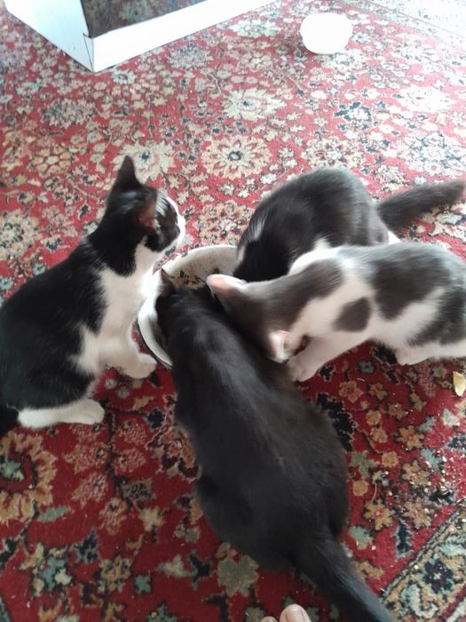 Отдам Котят бесплатно