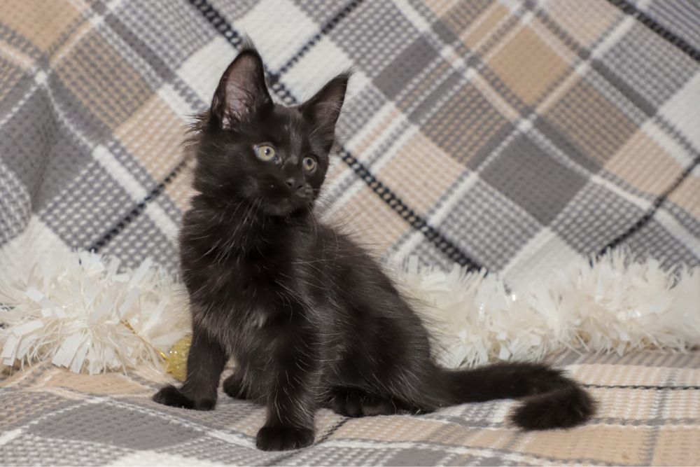 Кошечка в черном окрасе породы мейн кун