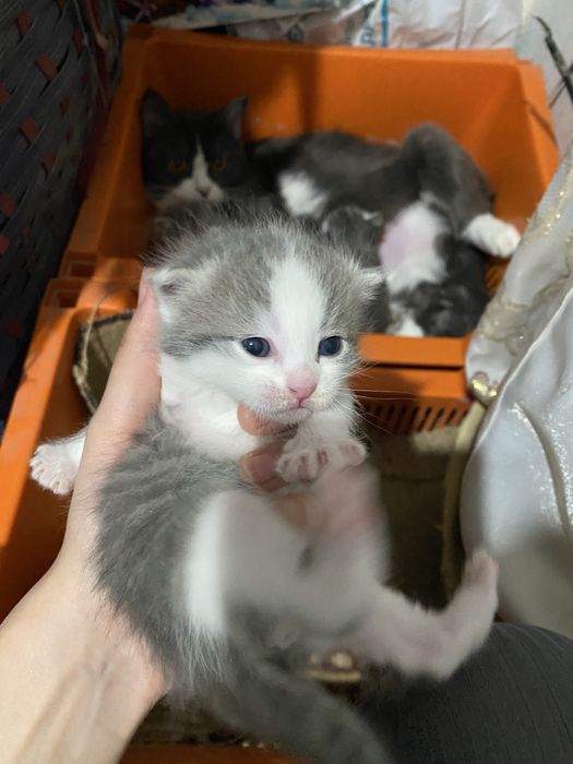 Продаются котики