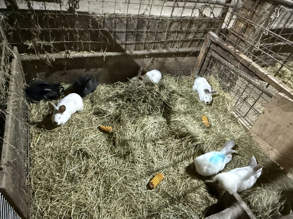 Femele urias de transilvania