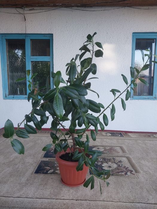 Продам цветы красивые