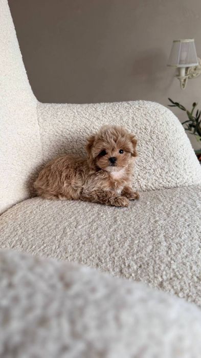 Maltipoo mini F1 (до 3.5кг)