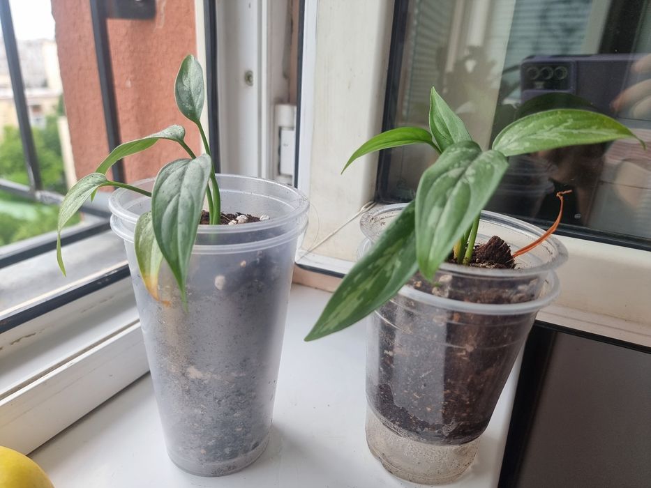 Aglaonema Maria Комнатных цветок
15 000 so'mdan 
Телеграм каналимиз_ G