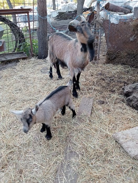 Vând capră cu iadă