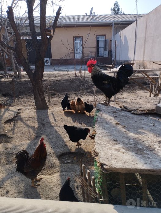 Хурозлар домашний