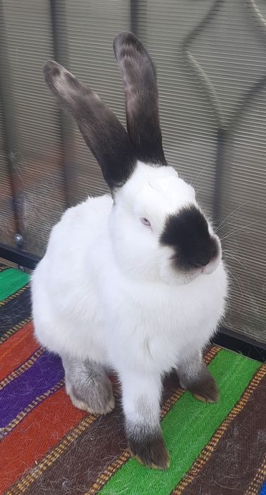 Femele Uriaș de Transilvania