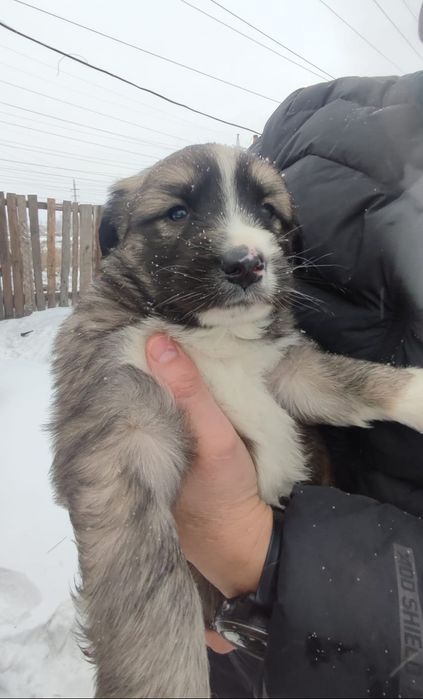 Ищем надежного хозяина для щенка