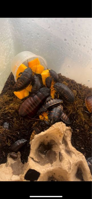 Мадагаскарские шипящие тараканы