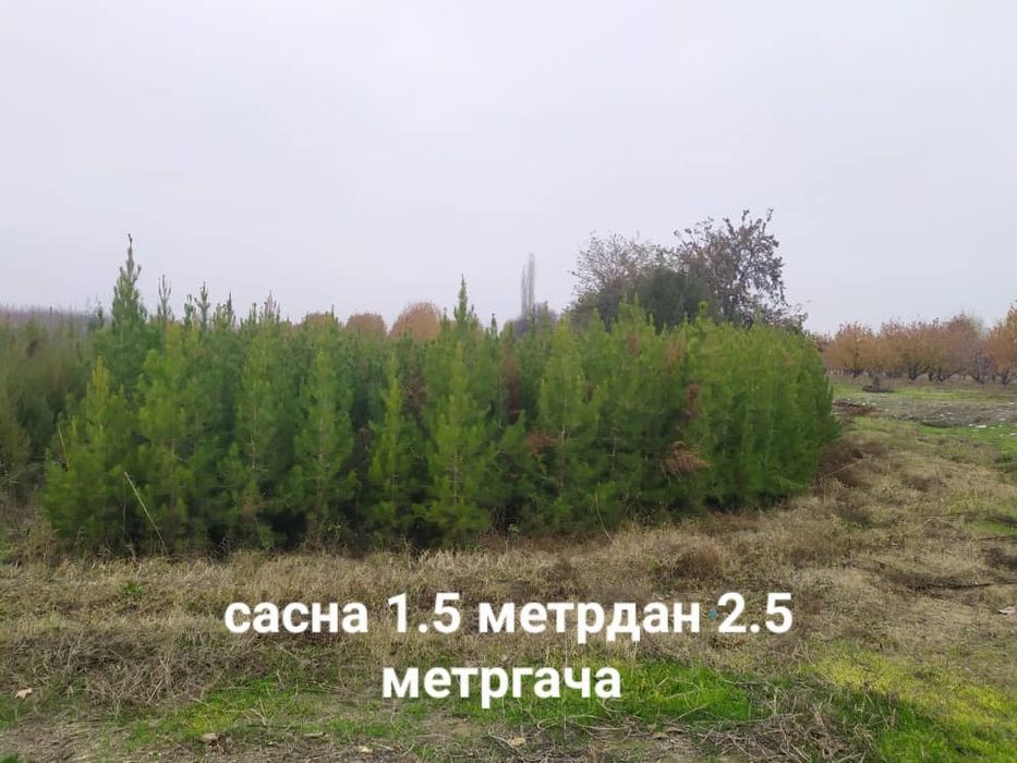 Арча 4 хил. Ва декаративний кучатлар