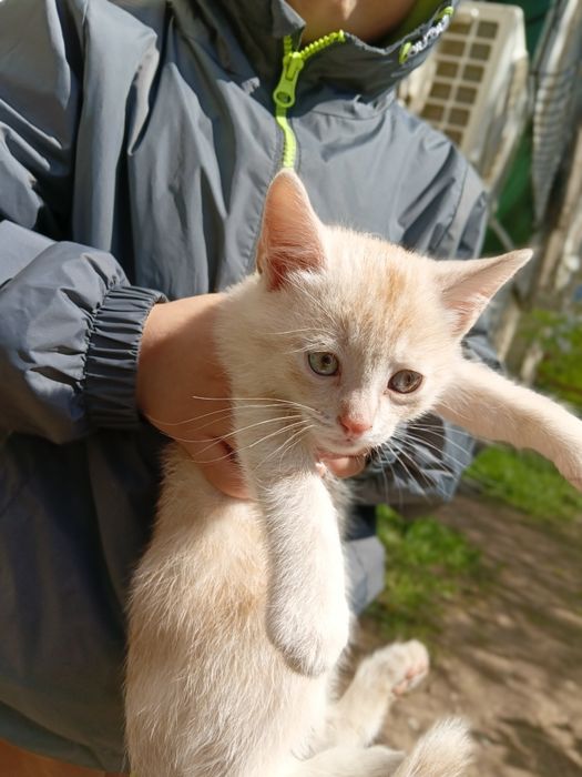 Отдам котят 4 мкр