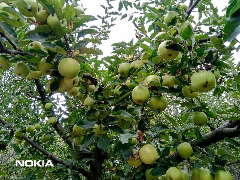 Собственик продава масивна къща в с.Бенковски, на 12км. от гр.Варна