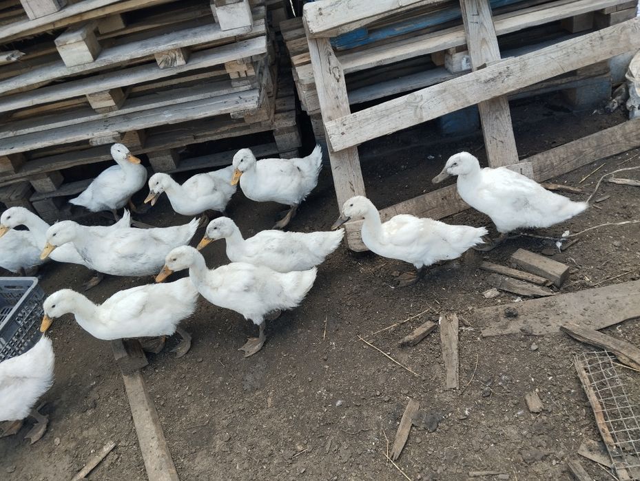 Утки.Продажа уток живьём