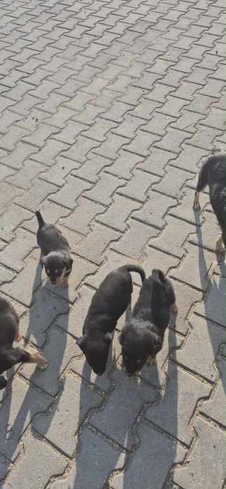 Подаряват се малки кученца