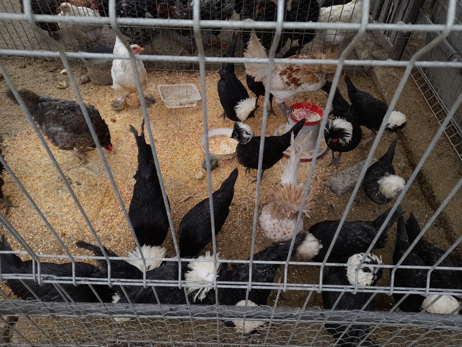 Vând cocoșei moțată olandeza