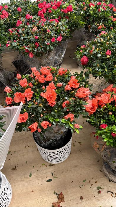 Продажа высоких азалии