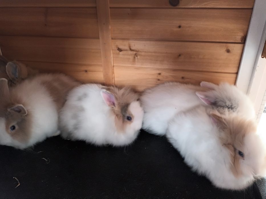 Iepuri pitici mini cap de leu si custi