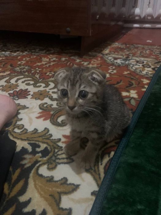 Mushuklar sotiladi 300.000 soʻm